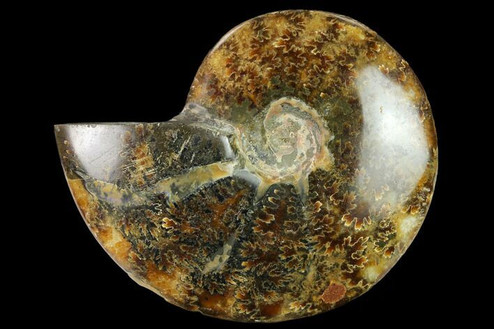 Polished Ammonite (Cleoniceras) Fossil - Madagascar #166665